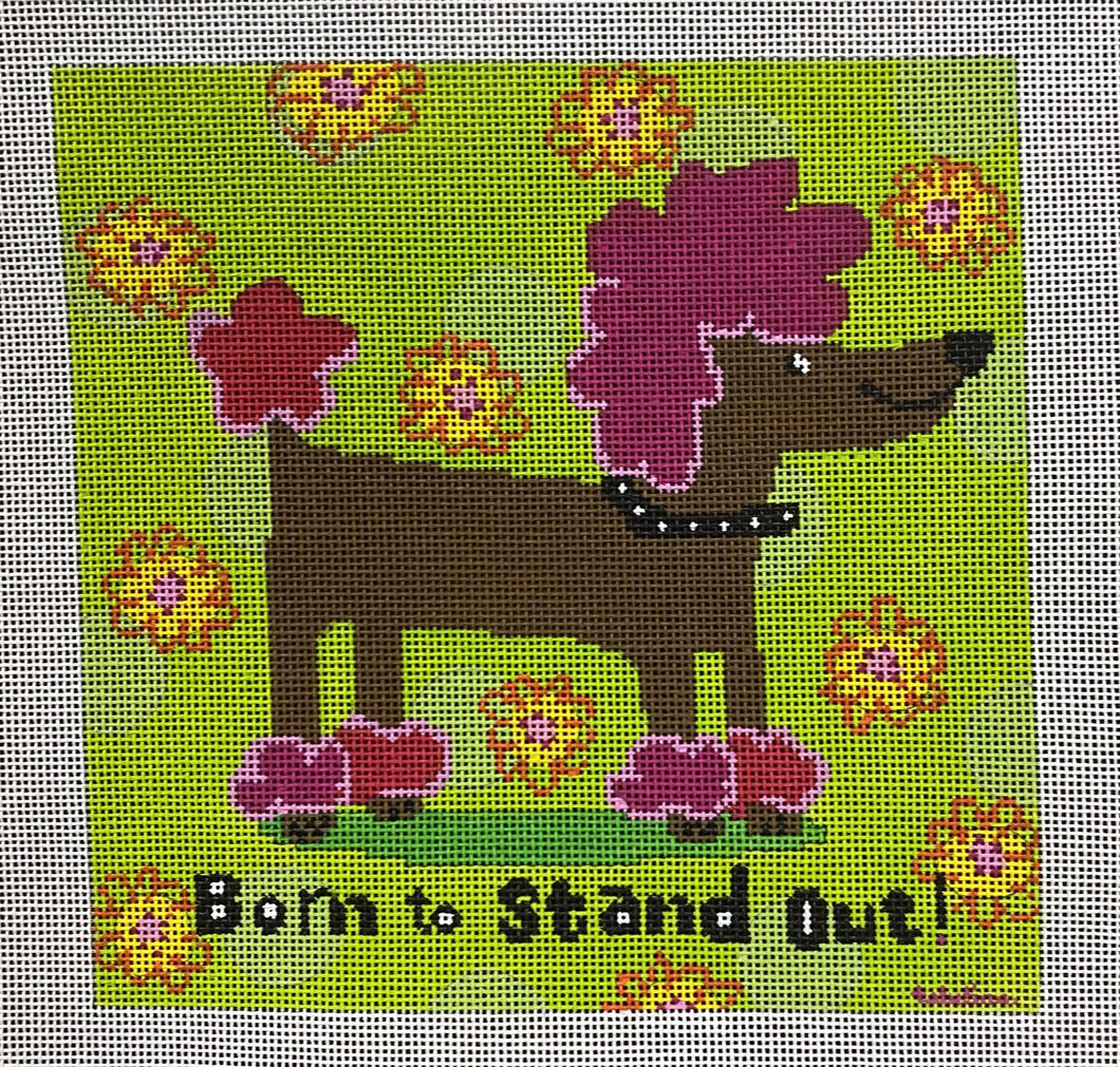 born to stand out, poodle