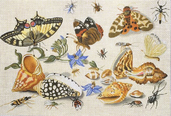 shells  & insects